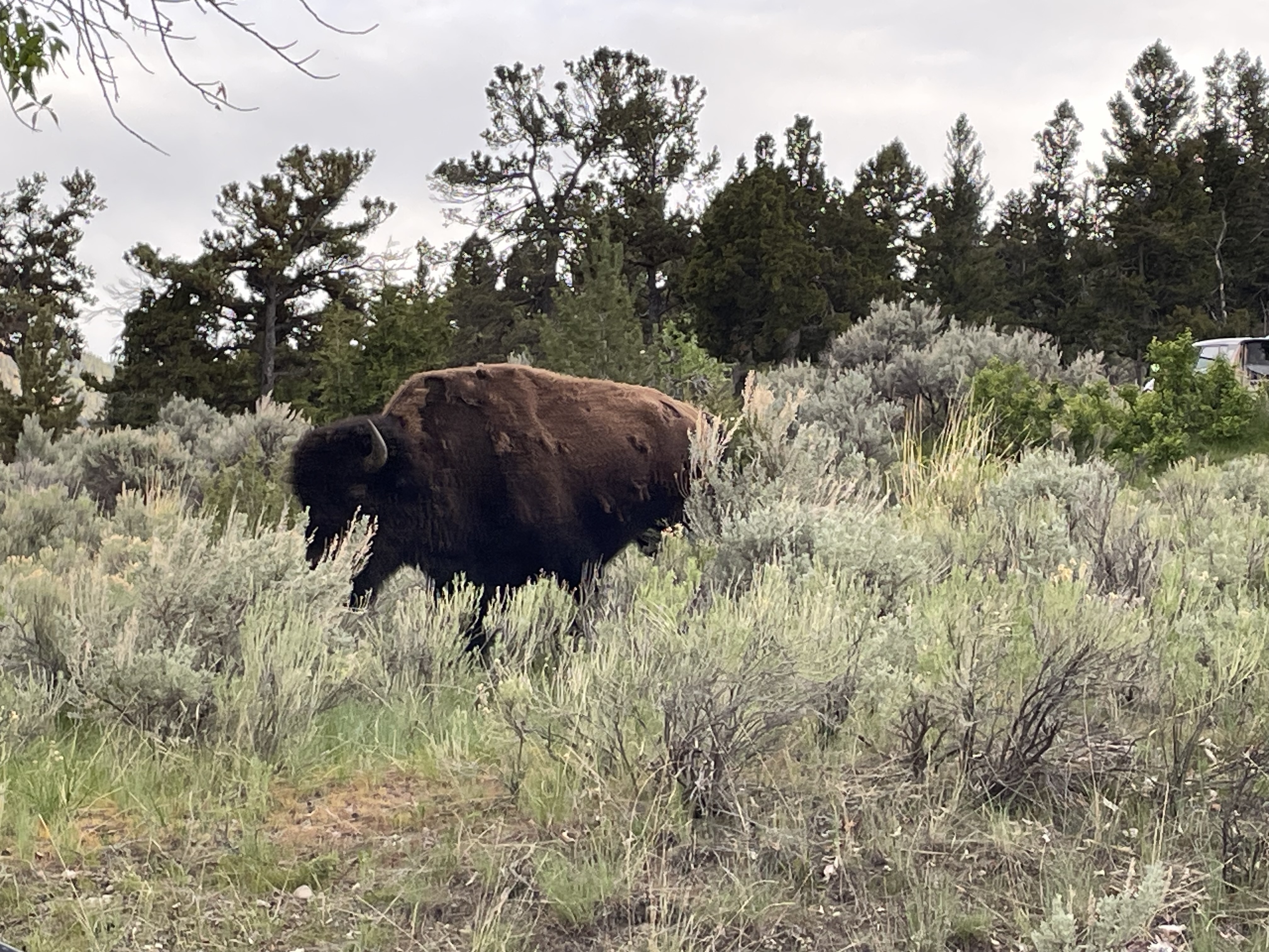 Bison