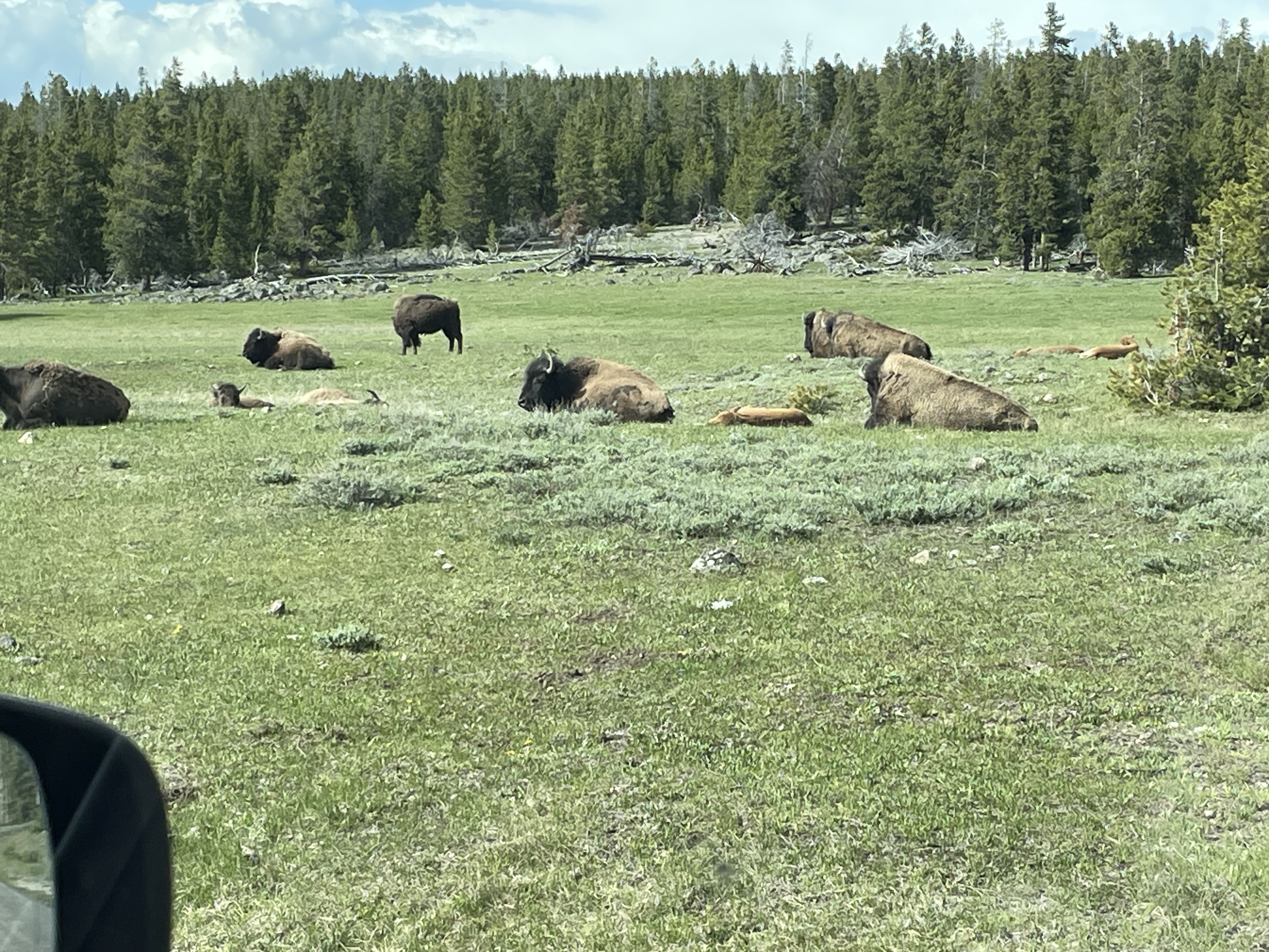 Bison