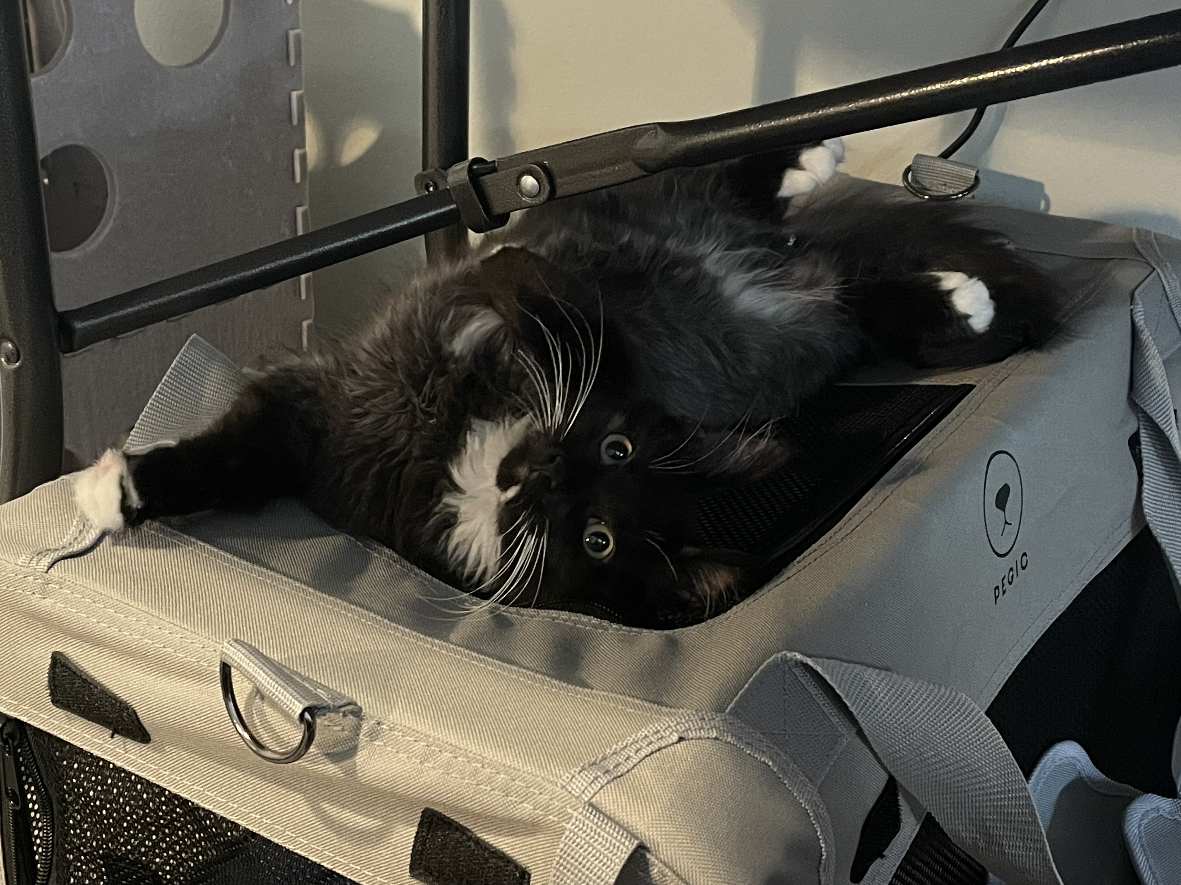 Spot in the carrier