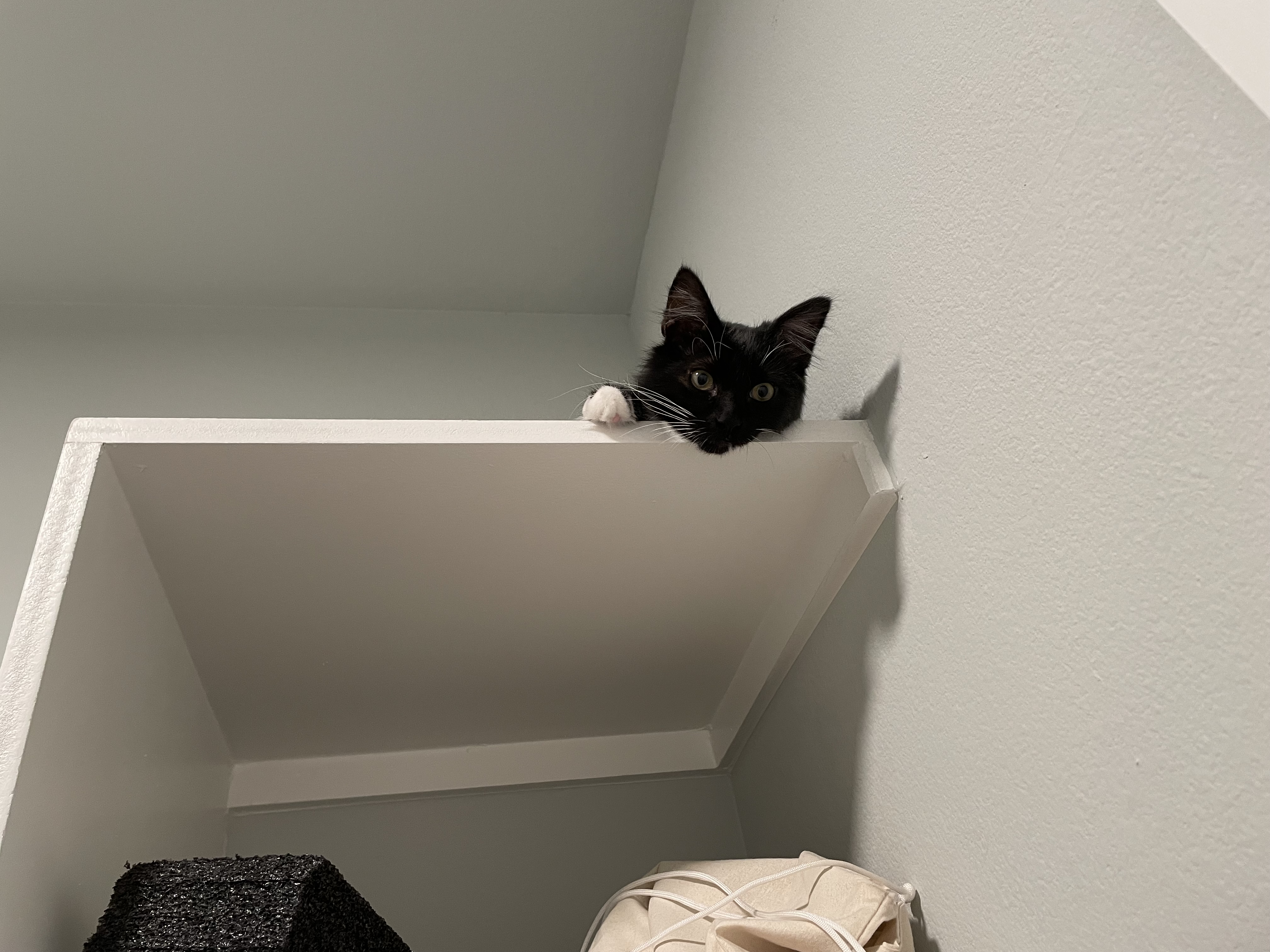 Spot on the shelf