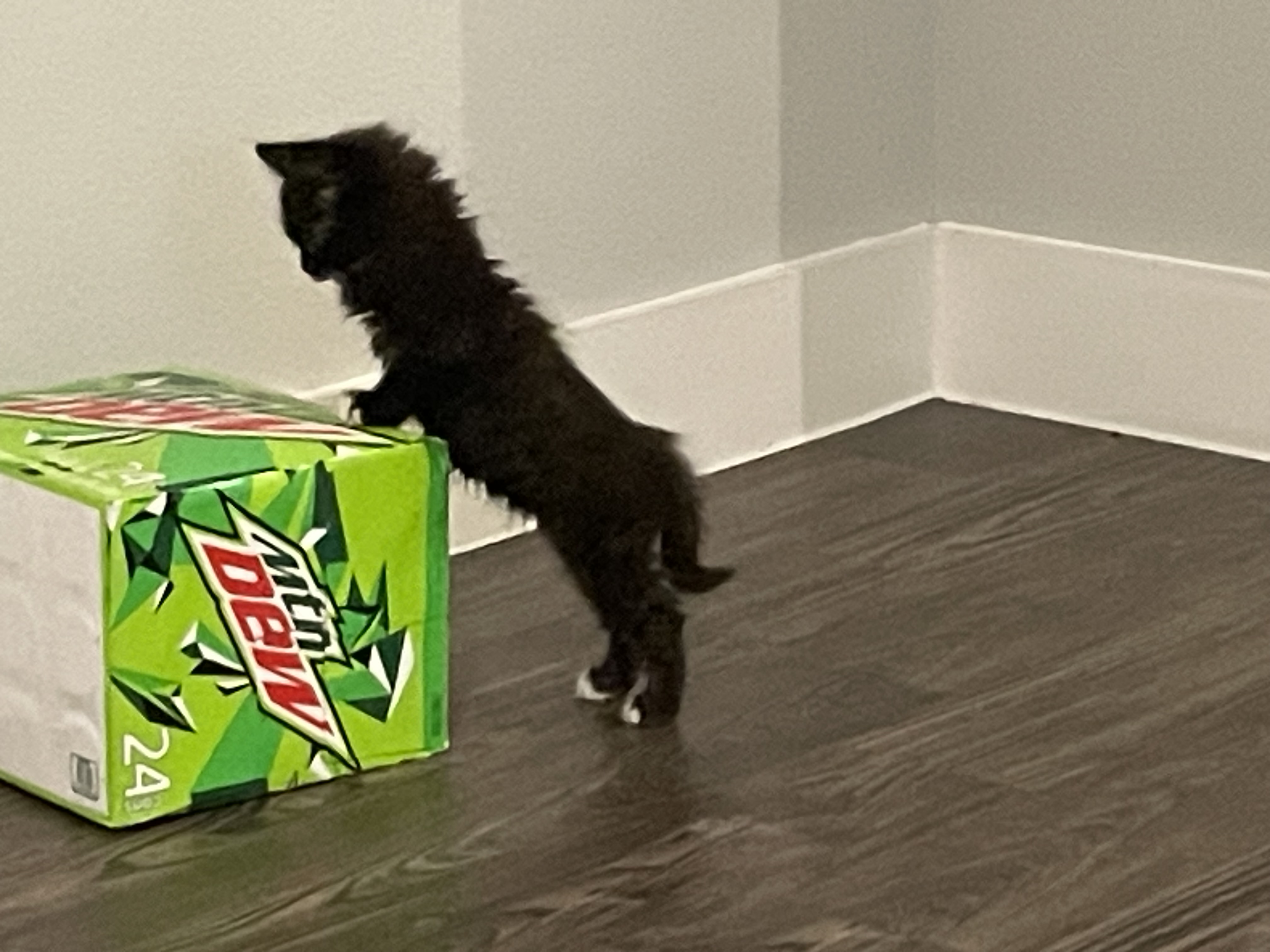 Spot as a kitten
