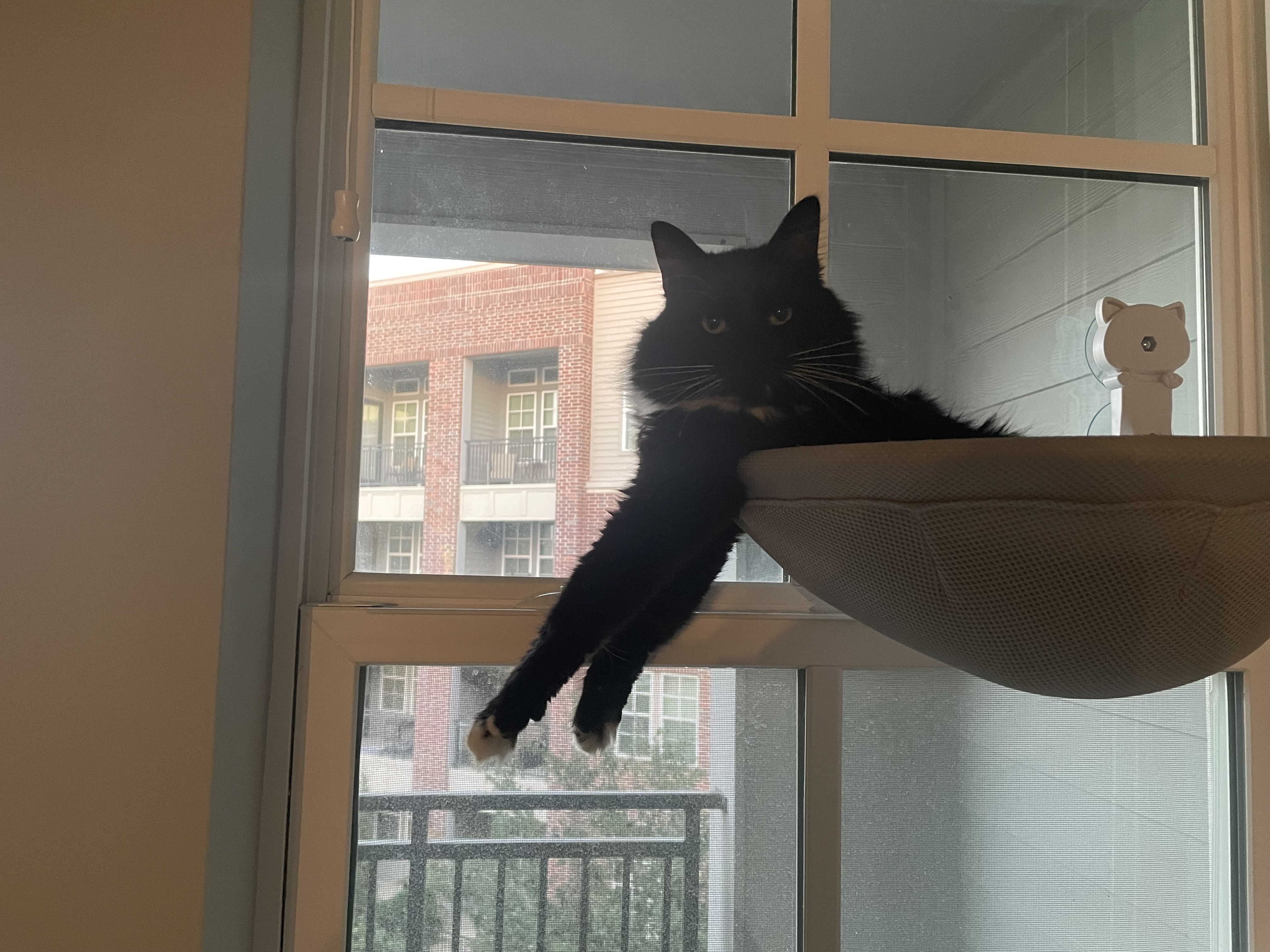 Spot at the window