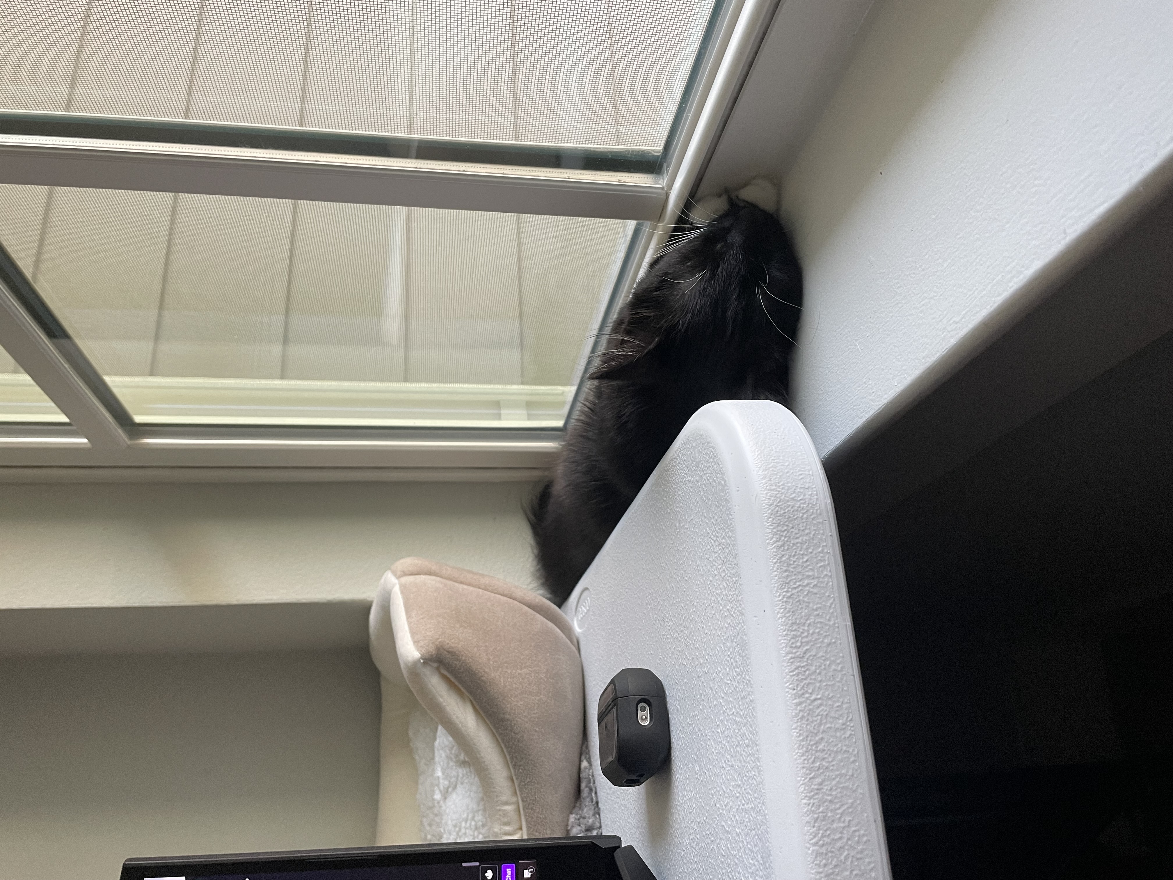 Spot on the windowsill